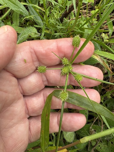Cyperus retrorsus, photograph 6