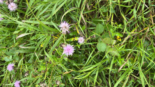 creeping thistle