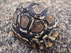 Stigmochelys pardalis