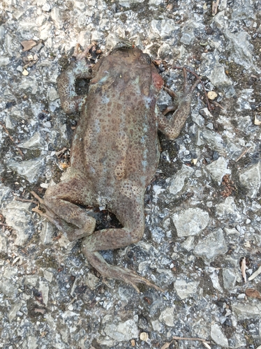 European Toad
