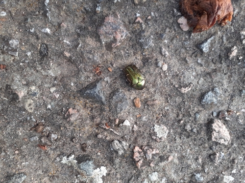 Copper Chafer