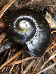 Powelliphanta