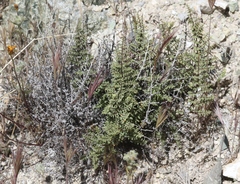 Pellaea mucronata mucronata