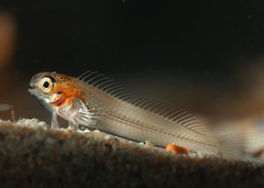 Parablennius postoculomaculatus