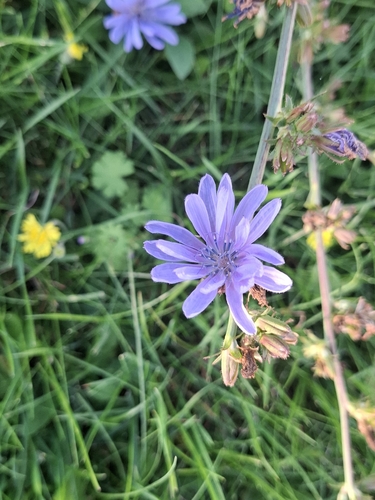 chicory