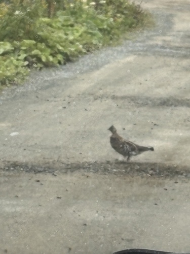 Ruffed Grouse