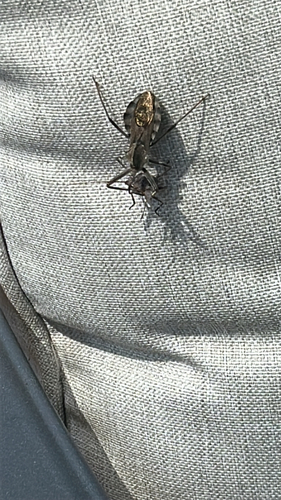 North American Wheel Bug