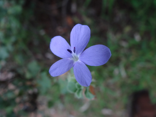 Barleria affinis image