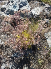 Lomatium dasycarpum dasycarpum