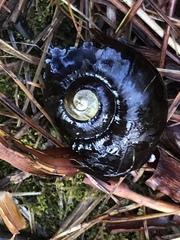 Powelliphanta