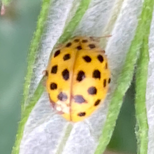22-spot Ladybird