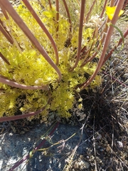 Lomatium dasycarpum dasycarpum