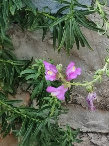Antirrhinum tortuosum