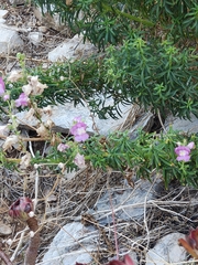 author not stated, no rights reserved Antirrhinum tortuosum, photograph author not stated, no rights reserved