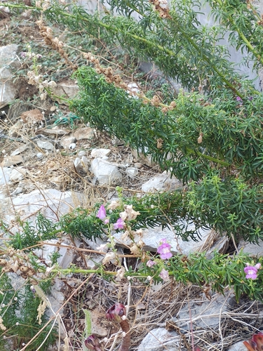 Antirrhinum tortuosum, photograph 3