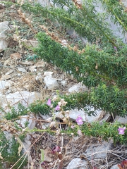 author not stated, no rights reserved Antirrhinum tortuosum, photograph author not stated, no rights reserved