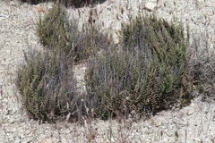 Pellaea mucronata mucronata