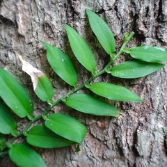 Pothos scandens