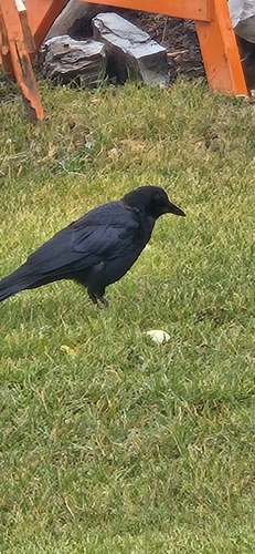 American Crow