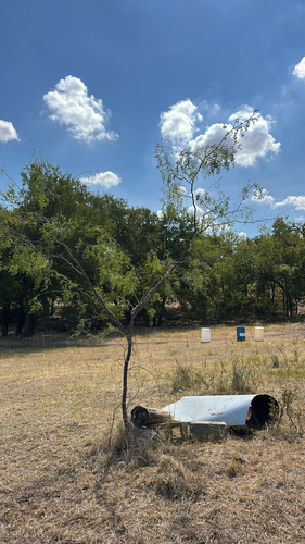 honey mesquite
