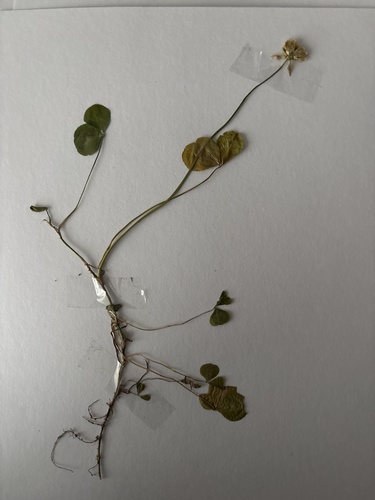 white clover