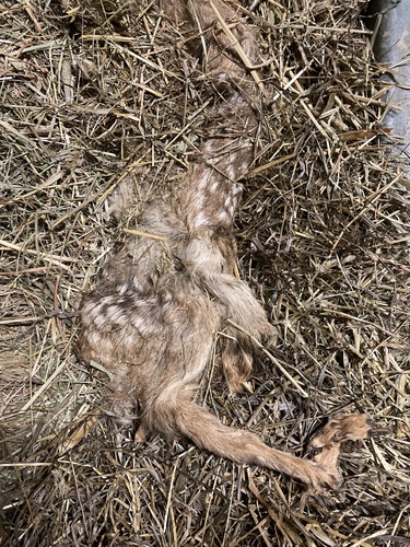 Western Roe Deer