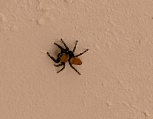 Apache Jumping Spider