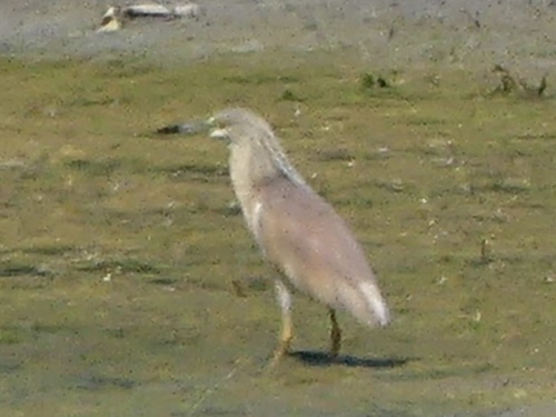 iNaturalist image