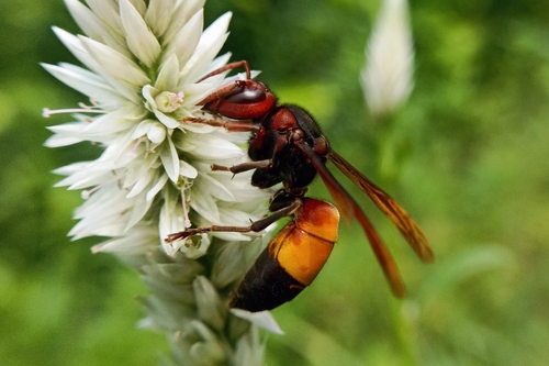 Lesser Banded Hornet