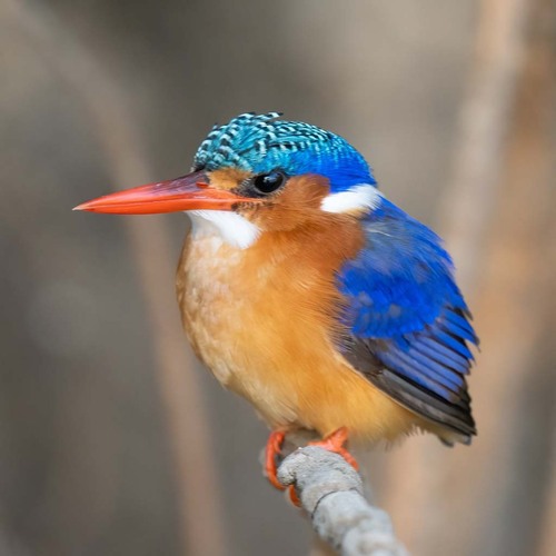iNaturalist image
