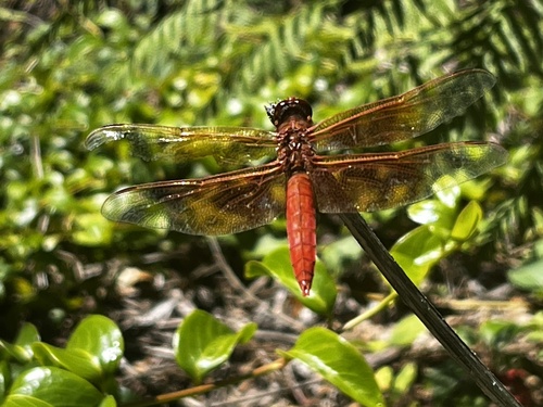 Flame Skimmer seen in Sonoma Valley
