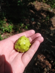Annona globiflora