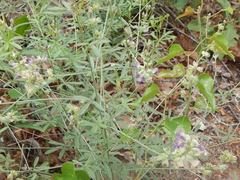 Pediomelum digitatum