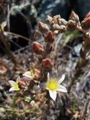 Dudleya blochmaniae blochmaniae