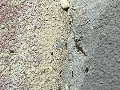 Brachymyrmex patagonicus