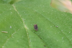 Neochlamisus gibbosus