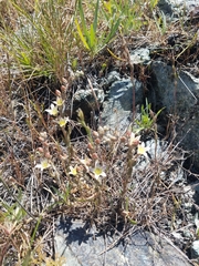Dudleya blochmaniae blochmaniae