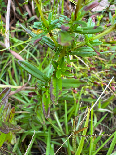 Hypericum cistifolium, photograph 5