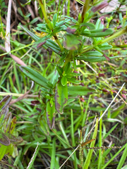 Hypericum cistifolium, photograph (c) Karen Guin, some rights reserved (CC BY)