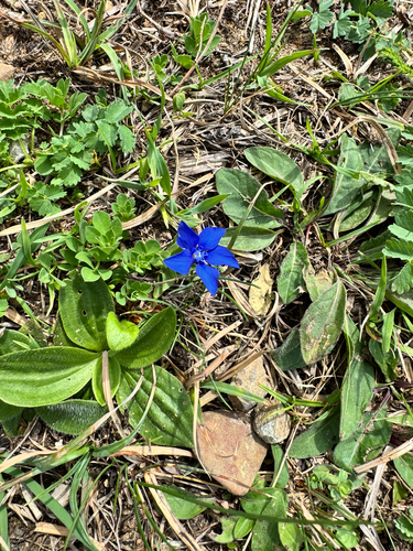 spring gentian
