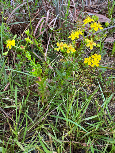 Hypericum cistifolium, photograph 4