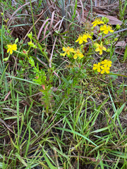 Hypericum cistifolium, photograph (c) Karen Guin, some rights reserved (CC BY)