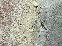 Brachymyrmex patagonicus