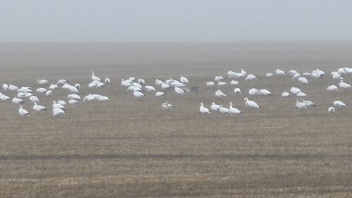 Snow Goose
