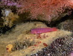 Zebra Goby photo 2