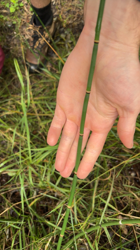 rough horsetail