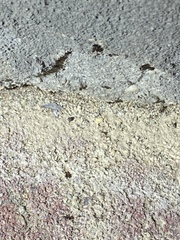 Brachymyrmex patagonicus