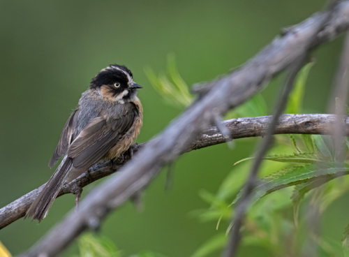 Black-browed Tit