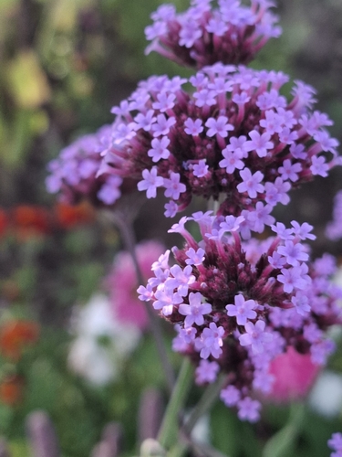 purpletop vervain