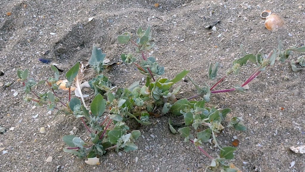 Atriplex laciniata; photograph author not stated, no rights reserved